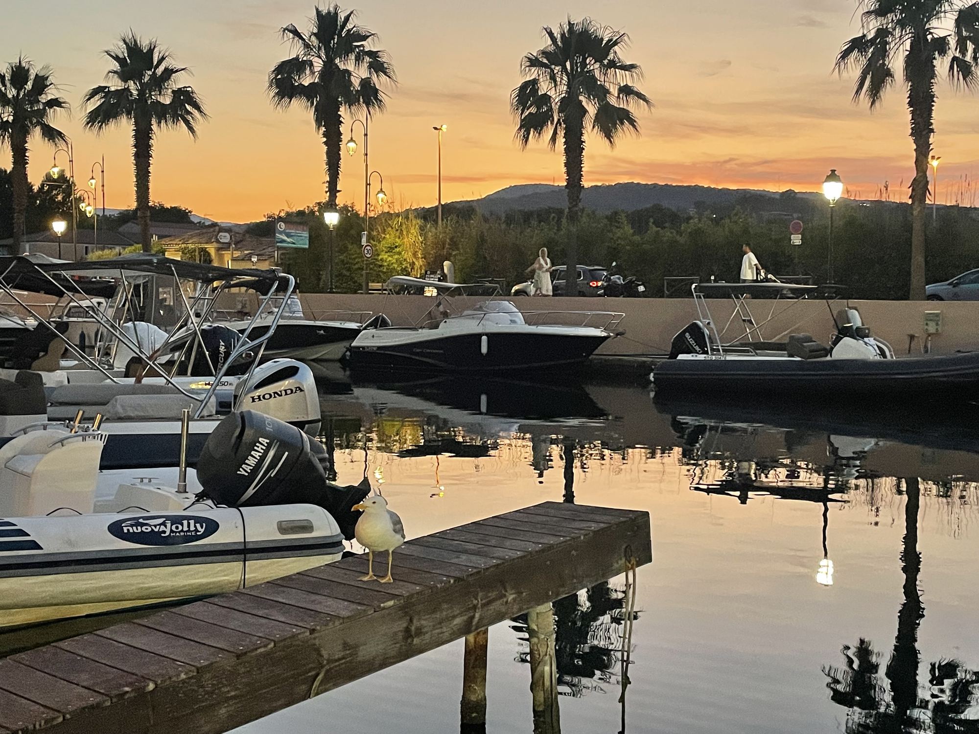 Le canal de Port-Grimaud au coucher du soleil : palmiers, lampadaires allumés, bateaux amarrés et leurs reflets dans l'eau, un goéland sur le ponton